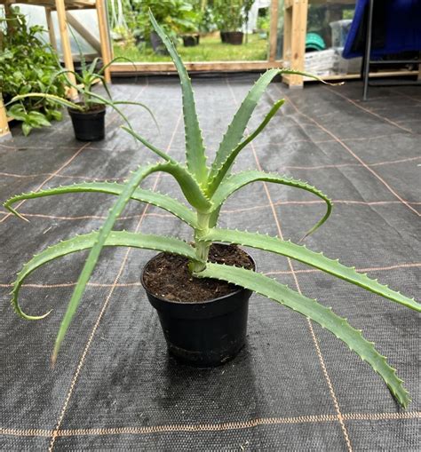 Aloes drzewiasty leczniczy sadzonka w pojemniku Gowarczów Kup teraz