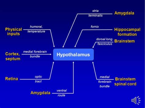 Sp07 Hypothalamus And Pituitary Hormones Flashcards Quizlet