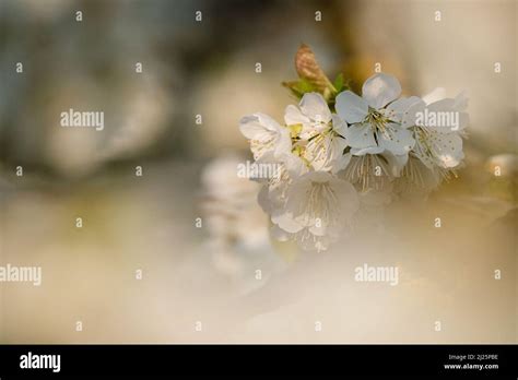 Saint Jean Des Vignes France March Close Up Of Cherry