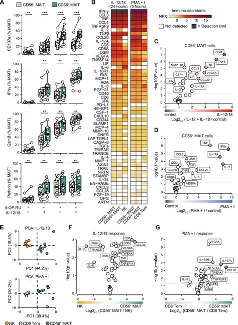 MAIT Cell Heterogeneity Across Paired Human Tissues Reveals