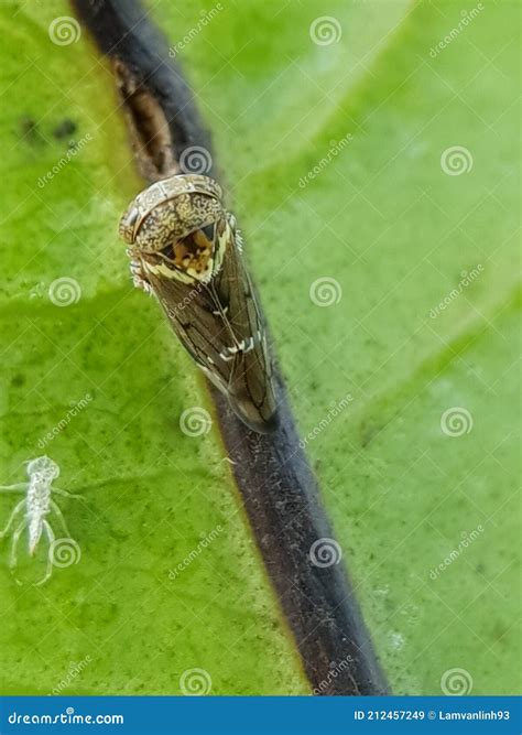 Mango Hopper Stock Photos Free And Royalty Free Stock Photos From