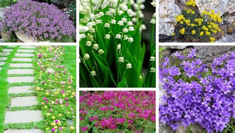 20 Most beautiful ground cover flowers - great ideas for a perfect ...