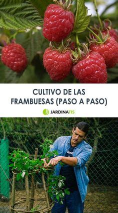 Ideas De Cultivar Frambuesa En Cultivar Frambuesas Cultivo