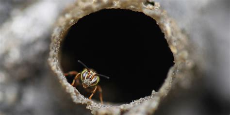 Ataque De Abejas En Medell N Deja Personas Lesionadas