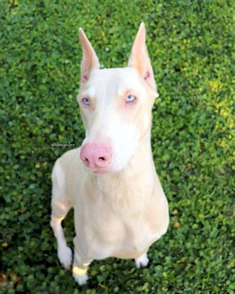 Solid White Doberman