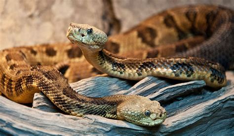The Most Snake Infested Lakes In Vermont Worldatlas