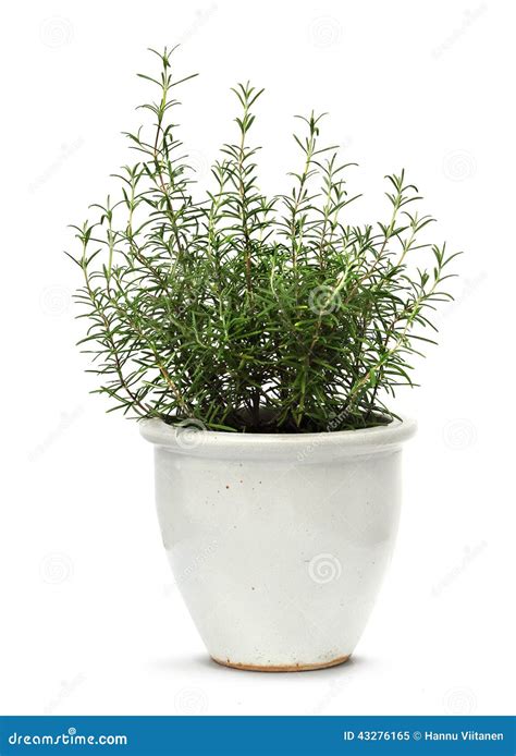 Rosemary In White Clay Pot Stock Image Image Of Nature 43276165