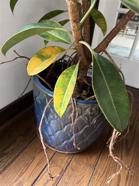 Why are my rubber tree leaves turning yellow? : r/plantclinic