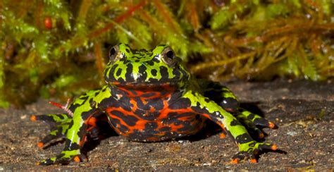 How To Care For Fire Belly Toad Amphipedia