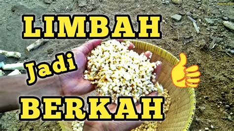 Pakan Alternatif Bebek Entok Dari Limbah Namun Berkah Youtube