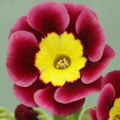 Auricula Redcar Summerdale Garden Nursery