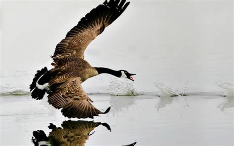 Canada Goose Wallpaper Hd Download