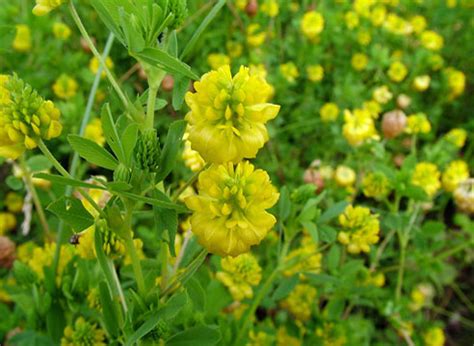 Люцерна/Medicago описание и фото на Supersadovnik.ru