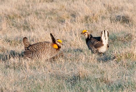 Spring Prairie Chicken Trip – Biodiversity