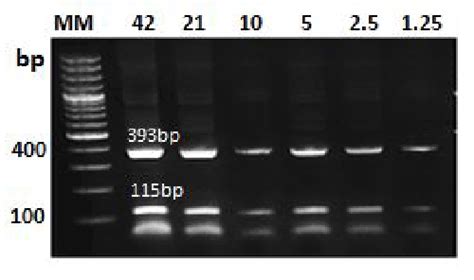 Analytical Sensitivity Of Multiplex Pcr Assay