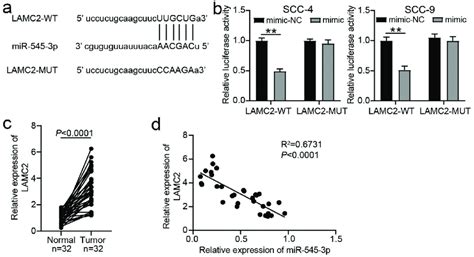 Lamc2 Was The Target Of Mir 545 3p A The Binding Sites Between Lamc2 Download Scientific