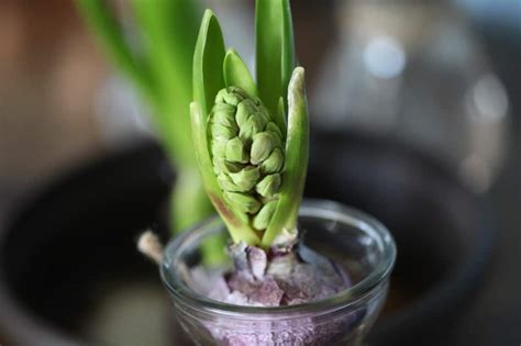 How To Force Hyacinth Bulbs Indoors Farmhouse Blooms