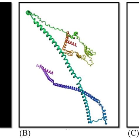 Three Dimensional 3d Structure Predicted Through A I Tasser Of