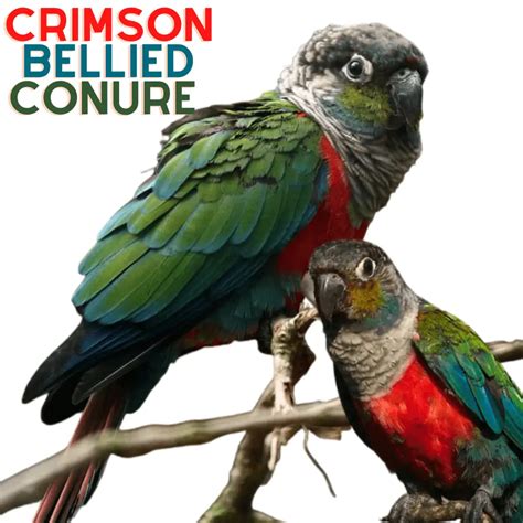 Crimson Bellied Conure Pyrrhura Perlata Crimson Bellied Parakeet