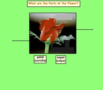 The Parts Of A Flower By Jsquared Tpt