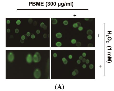 The Cytoprotective Effect Of Petalonia Binghamiae Methanol Extract