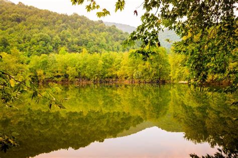 Woodland Lake Stock Image Image Of Forests Trees Background 99108961