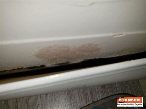 Pink Mold - Is it Dangerous and How to Prevent Growth (Complete Guide)