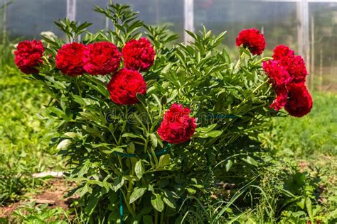 Paeonia Old Faithful In Garden Stock Image Image Of Botanical Bright