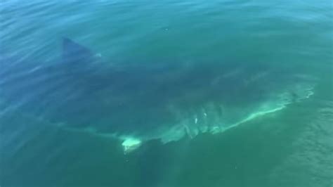 Watch Great White Shark Stalks Father And Son