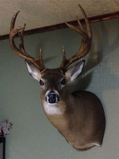 Whitetail Deer Mount Deer Mounts Deer Mount Ideas Whitetail Deer