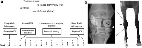 Figure From Self Complementary Adeno Associated Virus Mediated