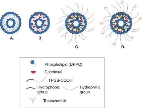 Schematic Diagram Of A Placebo Liposome B Docetaxel Loaded