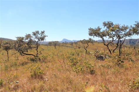 Importância e preservação do Cerrado brasileiro MAB Mundo Agro Brasil