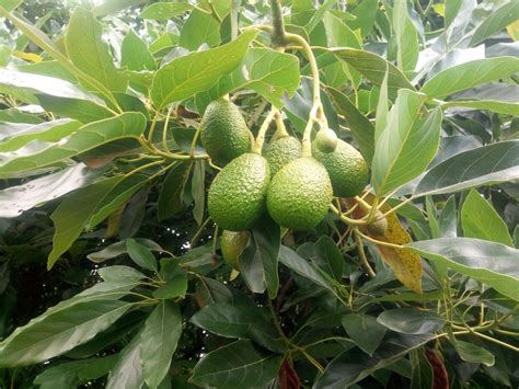 State Of Hass Avocado Farming In Kenya Oxfarm