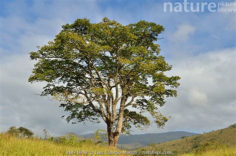 Stock Photo Of Jatoba Tree Hymenaea Courbaril At Sao Roque De Minas