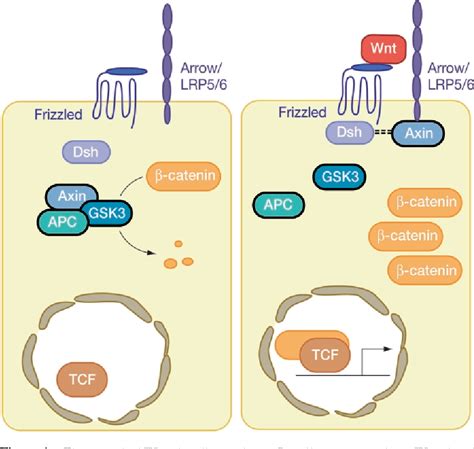 Table 4 From The Wnt Signaling Pathway In Development And Disease