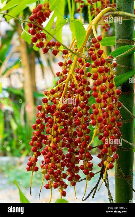 Acai Berry Fruit Tree