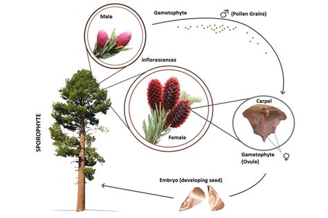 Gymnosperms Definition Examples And Reproduction