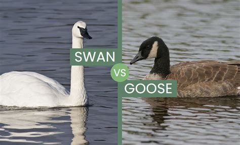 Swan vs Goose – Two Mighty Waterfowl Species Compared