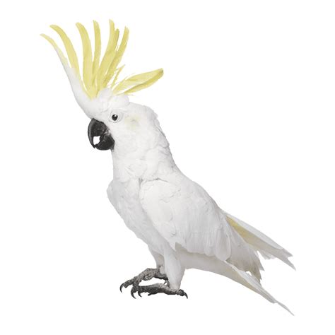 Photo Clipart Png Photo Cockatoo Hd Photos Png Images Parrot