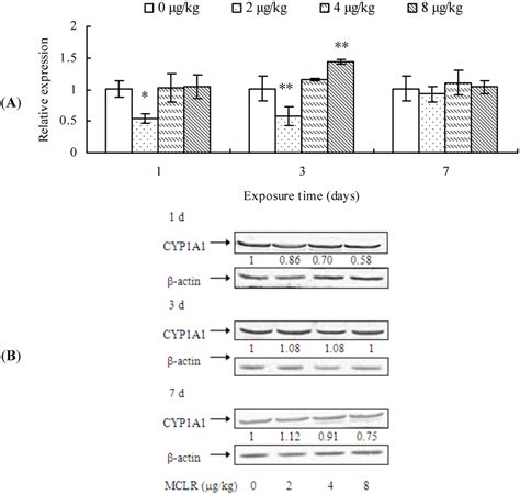 Toxins Free Full Text Alteration In The Expression Of Cytochrome