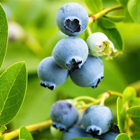 Blueberry Fruit Trees