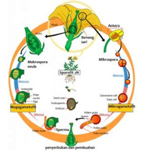 Siklus Hidup Tumbuhan Angiospermae dan Penjelasannya - DosenBiologi.com