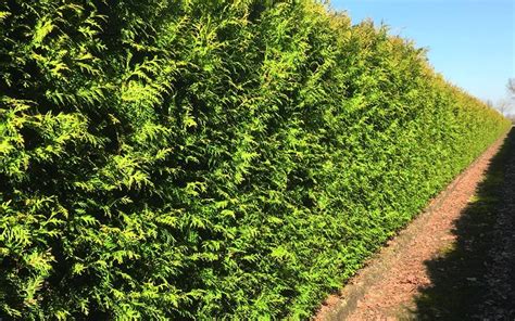 Thuja X ‘green Giant Green Giant Arborvitae Instanthedge