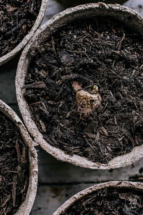 Starting Dahlia Tubers Early In Pots Rocky Hedge Farm