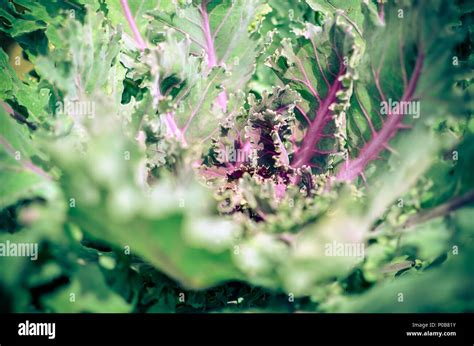 Decorative Cabbage Brassica Oleracea Vegetable Leaves Of Brassica Oleracea Var Acephala Stock