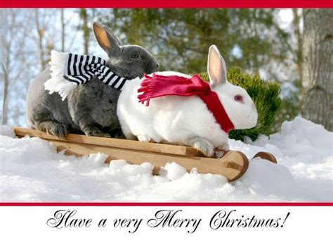 Christmas Rabbits Pictures Rabbit Pictures Christmas Bunny