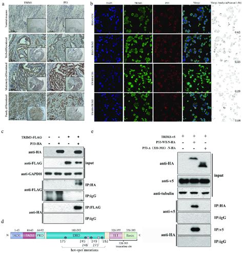 Trim3 Close Correlation With P53 In Expression And Direct Binding With Download Scientific