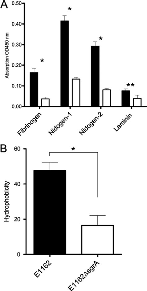 Adherence Of E And The Isogenic Mutant E Sgra To Ecm