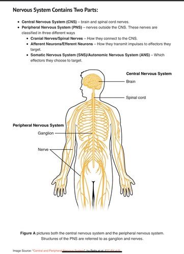 Layout Of The Nervous System Flashcards Quizlet